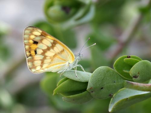 Colotis vesta