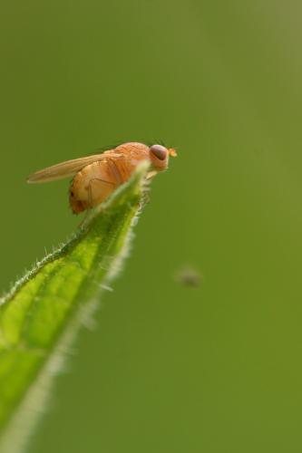 Lauxaniinae