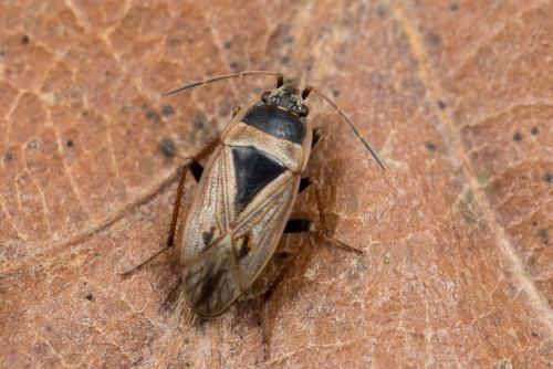 Réf. 245 169 : Xanthochilus quadratus