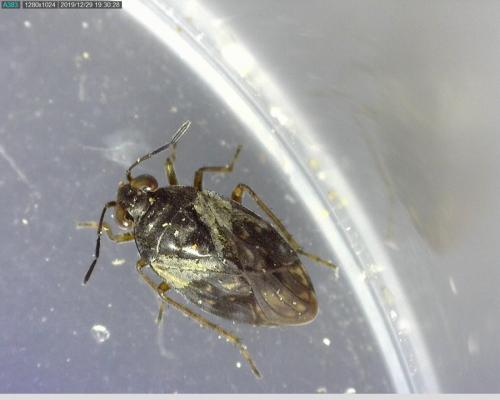 Saldula sp.