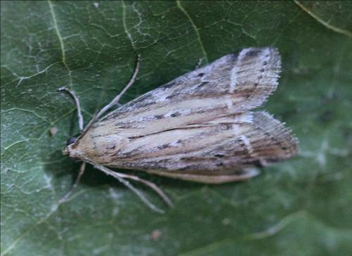 Pempeliella ornatella