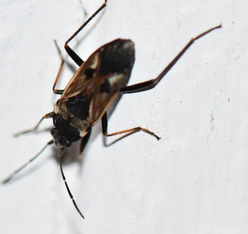 Réf. 245 874 : Rhyparochromus vulgaris