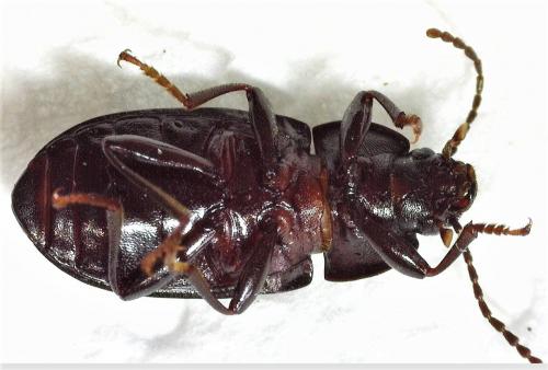 Nalassus laevioctostriatus