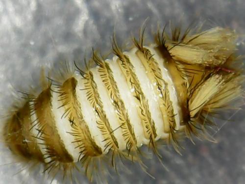 Réf. 245 630 : Anthrenus sp.