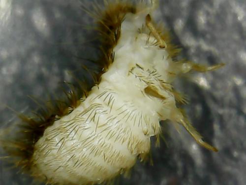 Anthrenus sp.