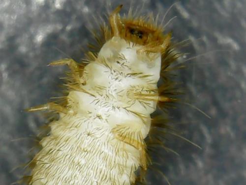 Réf. 245 631 : Anthrenus sp.