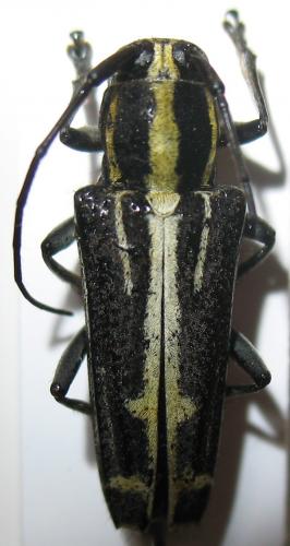 Réf. 245 548 : Glenea ossifera
