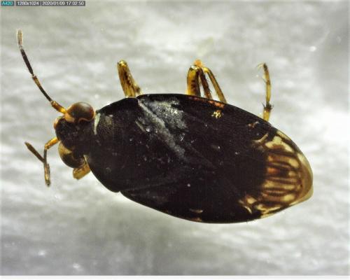 Saldula sp.