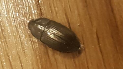 Amara sp.