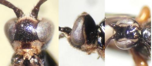 Exochus pictus