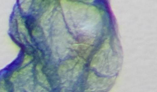 Réf. 245 474 : Tinea pellionella