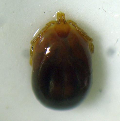 Réf. 245 565 : Ixodes sp.