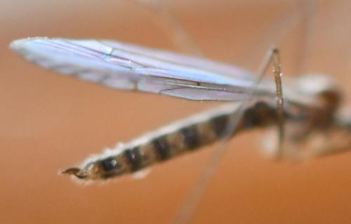 Trichocera annulata