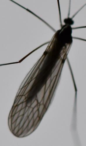 Trichocera annulata