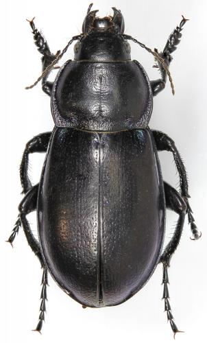 Zabrus aurichalceus punctipennis