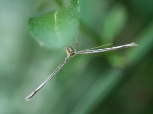 Emmelina sp.