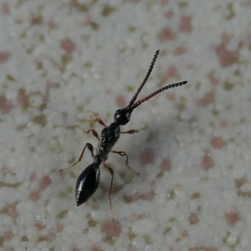 Réf. 245 214 : Belyta sp.