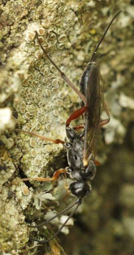 Réf. 245 143 : Rhimphoctona megacephalus