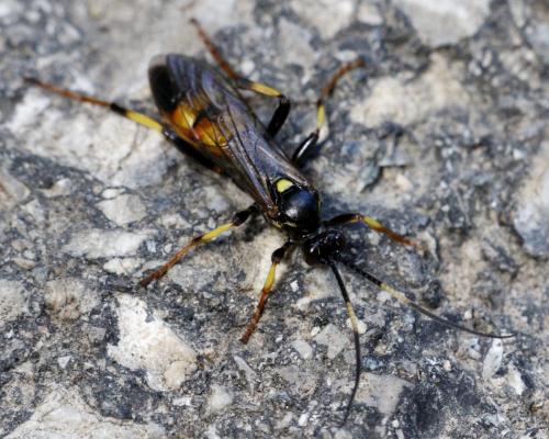 Diphyus palliatorius