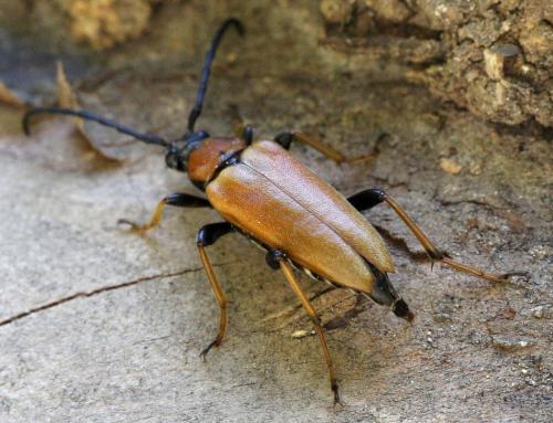Réf. 245 948 : Stictoleptura rubra