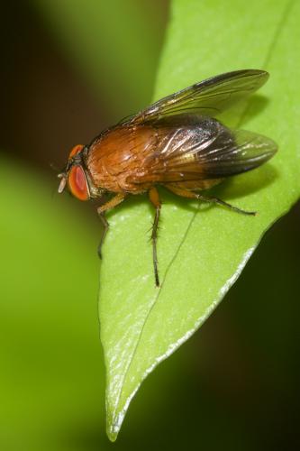 Phumosia sp.