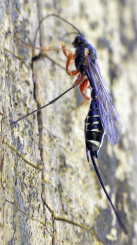 Réf. 245 735 : Coleocentrus sp.