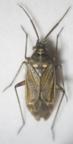 Réf. 245 612 : Hoplomachus thunbergii