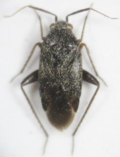 Réf. 245 613 : Lepidargyrus ancorifer