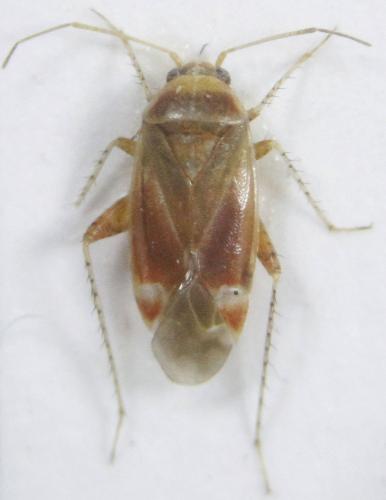 Psallus sp.