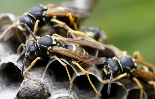 Polistes (albellus-biglumis)