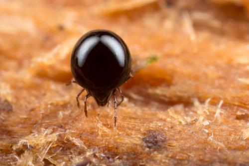 Liacarus subterraneus