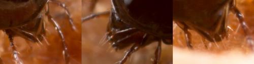 Liacarus subterraneus