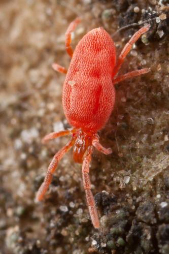 Réf. 245 678 : Dolichothrombium fournieri