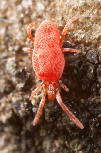 Réf. 245 680 : Dolichothrombium fournieri
