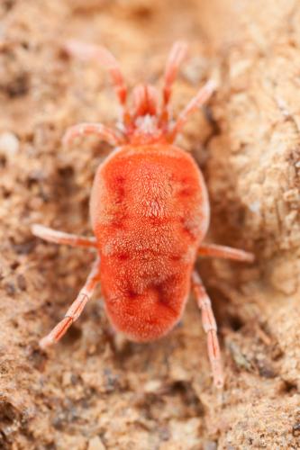 Allothrombium sp.