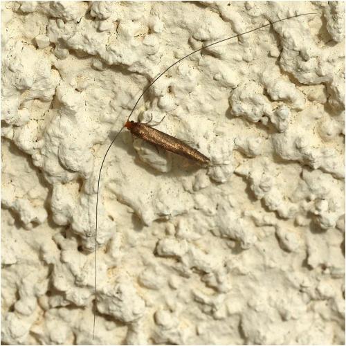 Réf. 245 849 : Nematopogon adansoniella