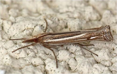 Réf. 245 960 : Ancylolomia tentaculella