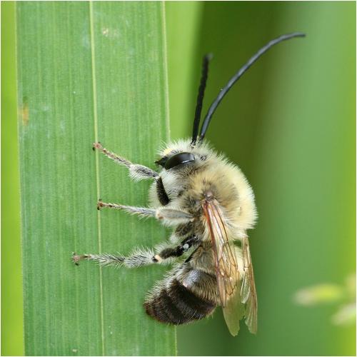 Réf. 245 835 : Eucera sp.