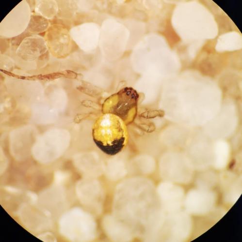 Zygiella sp.