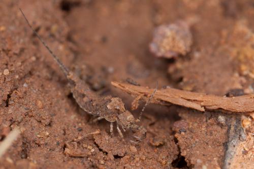 Réf. 245 893 : Catamachilis sp.