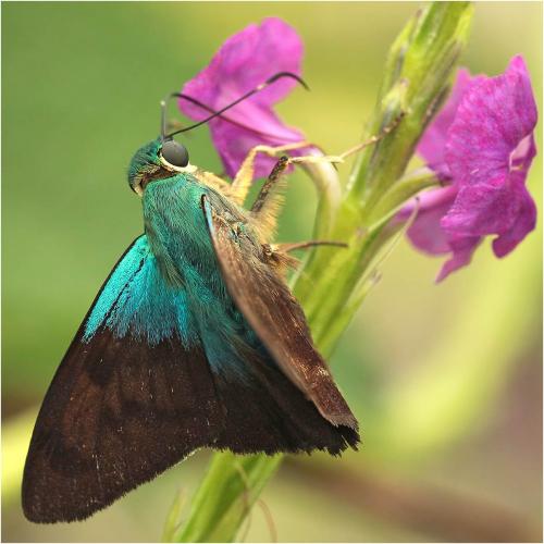 Réf. 245 370 : Astraptes sp.