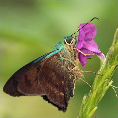 Astraptes sp.