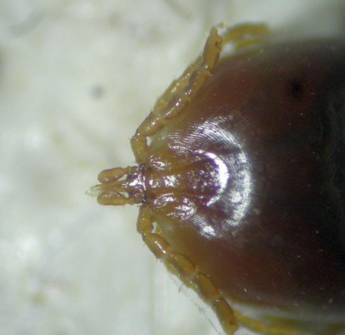 Réf. 245 684 : Ixodes sp.