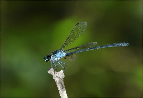 Réf. 245 640 : Bayadera bidentata