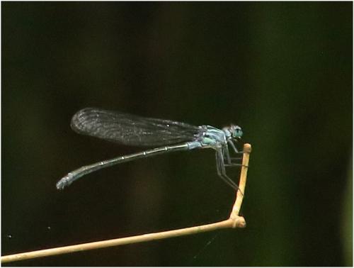Bayadera serrata
