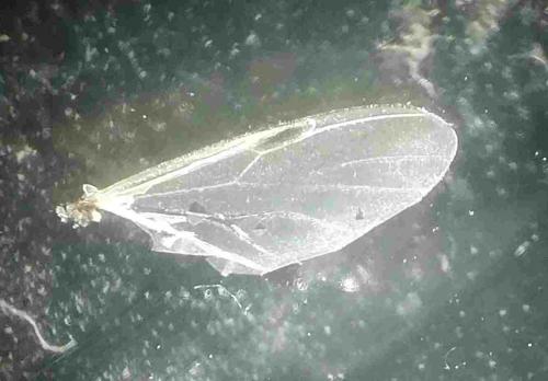 Réf. 245 069 : Dilophus femoratus