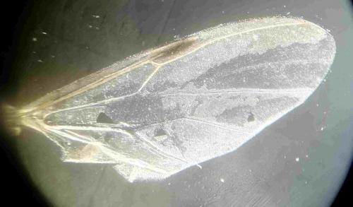 Réf. 245 070 : Dilophus femoratus