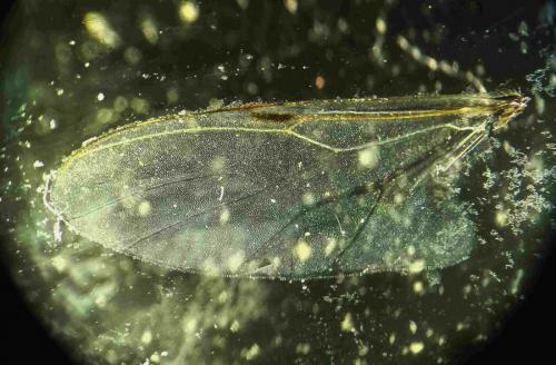 Réf. 245 047 : Dilophus femoratus