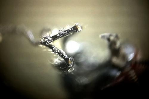 Dilophus femoratus