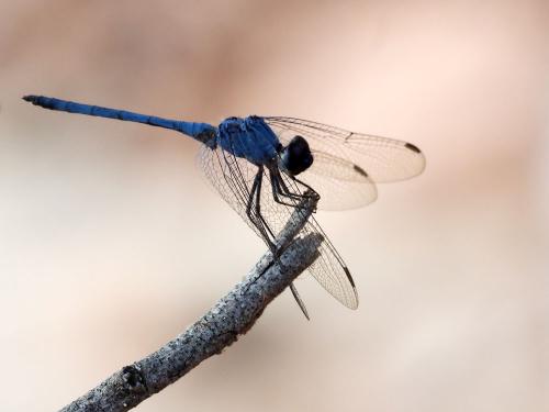 Réf. 245 333 : Trithemis sp.